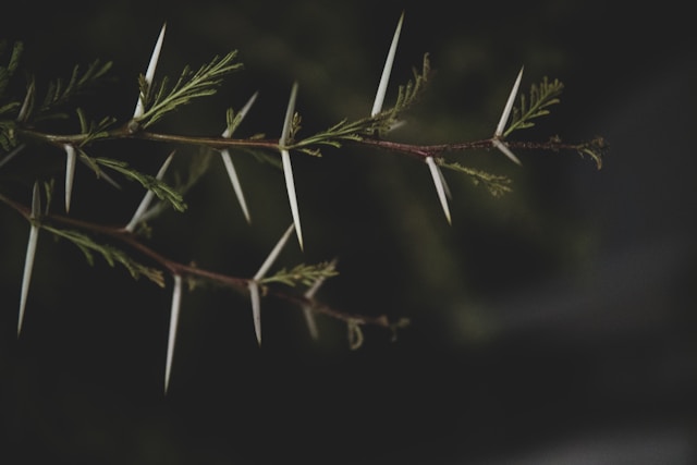 Thorns